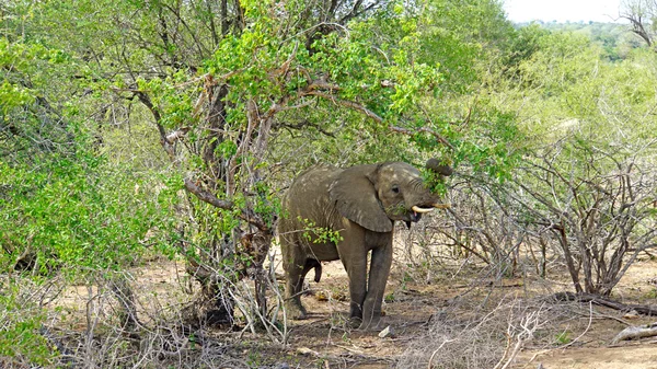 Um elefante de touro — Fotografia de Stock