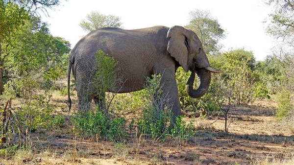 Um elefante africano — Fotografia de Stock