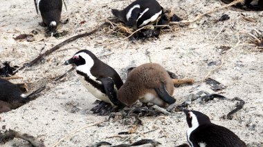 Güney Afrika 'daki Penguenler