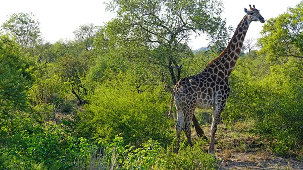 Giraffe im Buschland — Stock Photo, Image