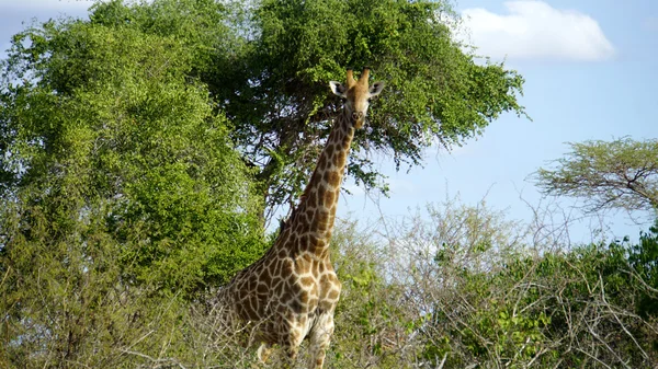 Giraffe in South Africa — Stock Photo, Image