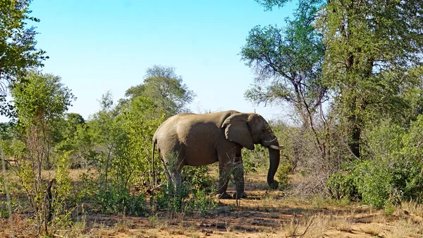Um elefante africano touros — Fotografia de Stock