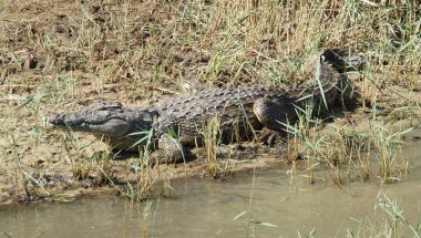 Güneşlenme adlı bir timsah