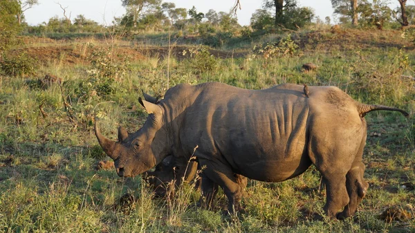 Um rinoceronte com Oxpeckers de bico vermelho — Fotografia de Stock