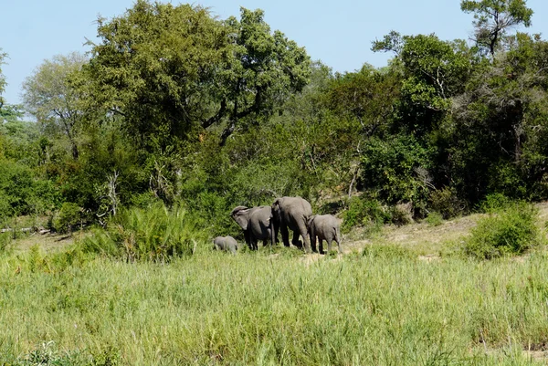 Uma família de elefantes no mato — Fotografia de Stock