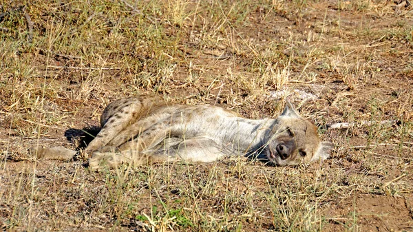 Spící hyena skvrnitá — Stock fotografie