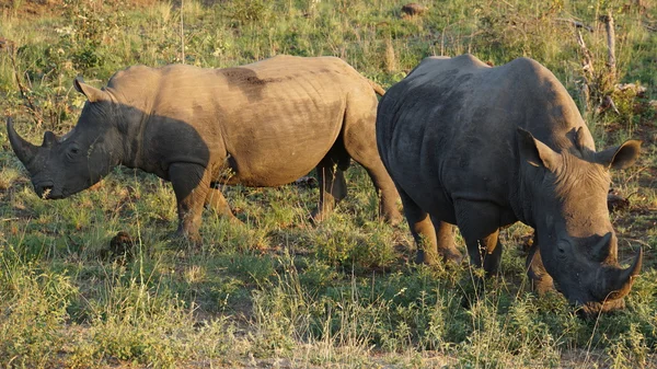 Två noshörningar i naturen — Stockfoto