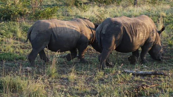 Rinocerontes no Parque Nacional Kruger — Fotografia de Stock