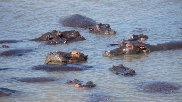 Les hippopotames profitent du soleil — Photo