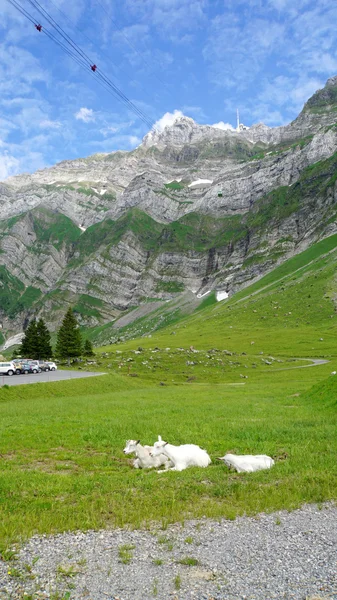 Goats on a mountain meadow — Stock Photo, Image