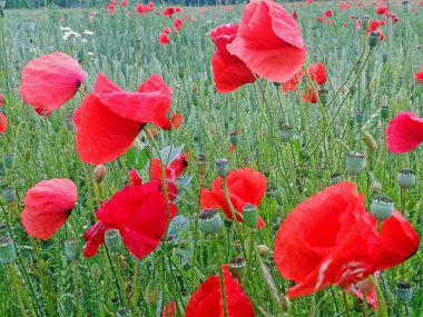 Birçok kırmızı gelincik bir tahıl tarlasında çiçek açar.