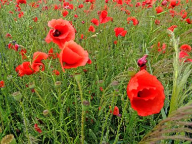 Birçok kırmızı gelincik bir tahıl tarlasında çiçek açar.