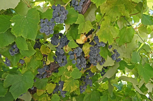 Blue grapes on the vine — Stock Photo, Image