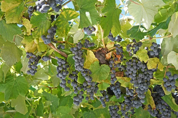 Blå druvor på vinstocken — Stockfoto
