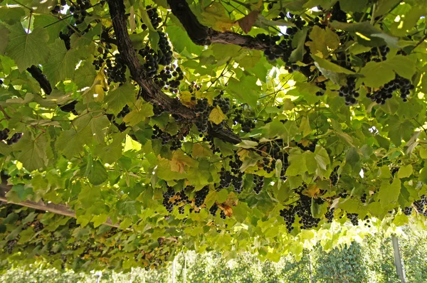 Uvas azuis na videira — Fotografia de Stock