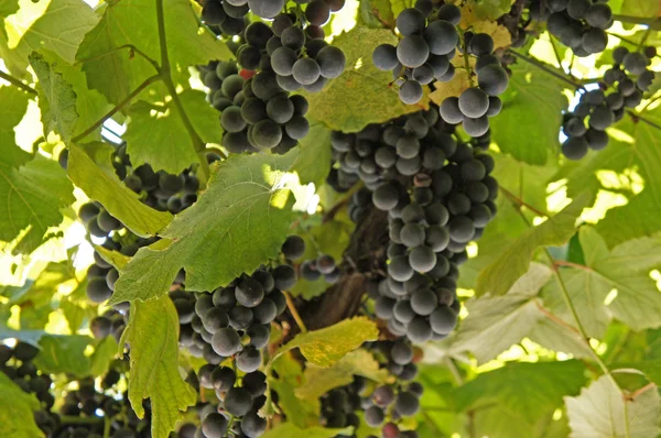 Blå druvor på vinstocken — Stockfoto