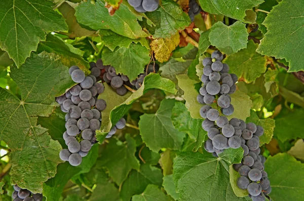 Blå druvor på vinstocken — Stockfoto