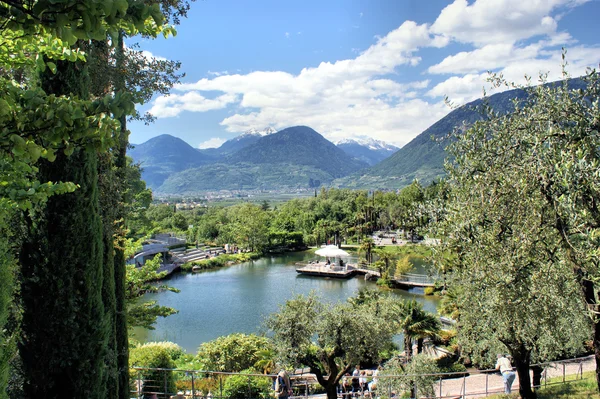 Piante mediterranee e montagne innevate — Foto Stock