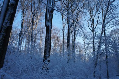 Kış aylarında ağaçlar ve çalılar