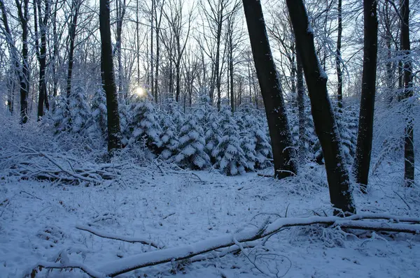 Bosque de invierno —  Fotos de Stock