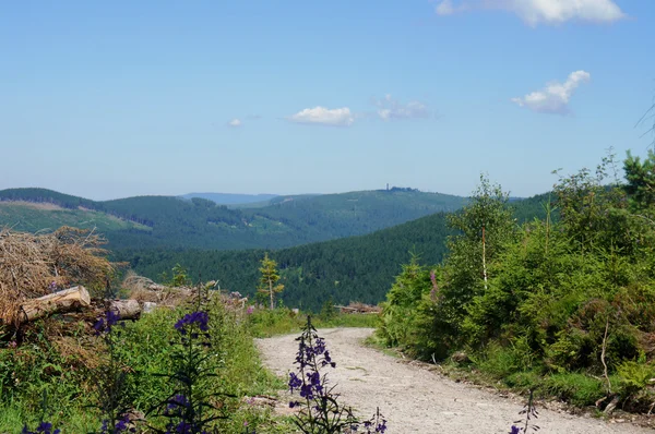 Kara Orman, Almanya'da yürüyüş