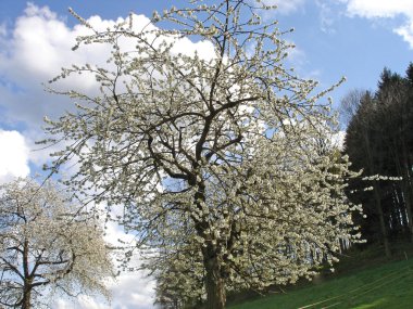 Yeni gelişen ağaçlar