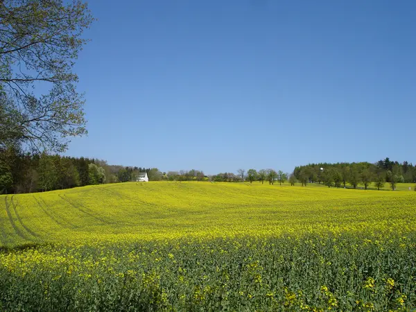 Um campo de colza na primavera — Fotografia de Stock