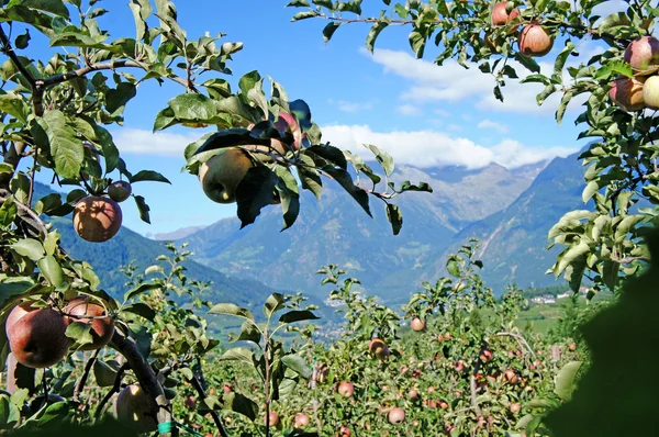 Elma ve Güney Tirol Dağları