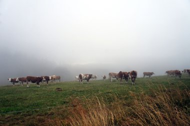 Almanya 'da Kara Ormanda İnekler