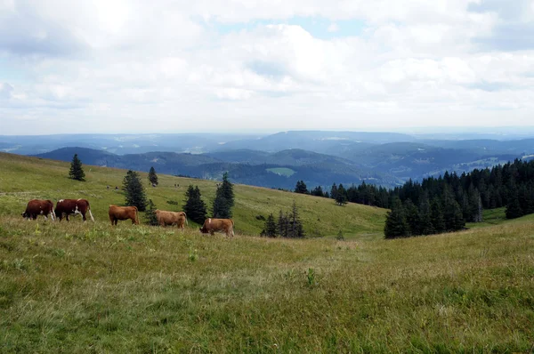 Vacas en la Selva Negra, Alemania — Foto de Stock