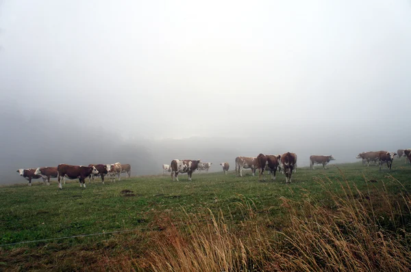 Almanya 'da Kara Ormanda İnekler