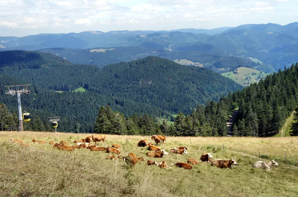 黒の森の牛,ドイツ — ストック写真