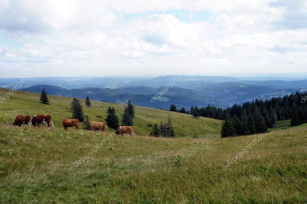 Cows in the Black Forest, Germany