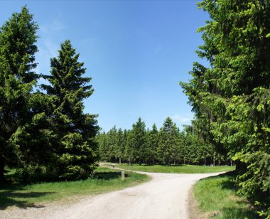 çatal Thuringian Forest Almanya, çam ormanlar içinde yaz aylarında güneşli gün ekibi, yolundaki