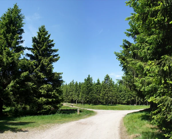 fork in the path at the Rennsteig in the Thuringian Forest in Germany, spruce forests, sunny day in summer