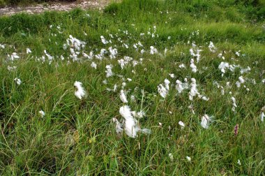 Pamuk çimenlerin üzerinde bir çayır