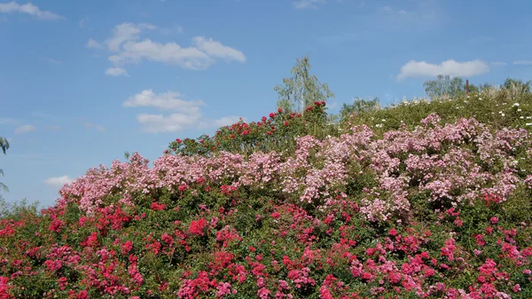 Rosa floresce e céu azul — Fotografia de Stock