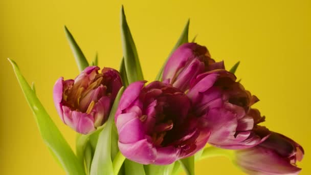 Yakın plan Zaman Büyüyen Büyük Bud Lale Çiçekleri ve Yeşil Yapraklar Büyüyen Bitki Stok Çekim 