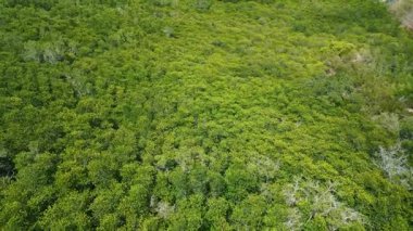 Tropikal Orman Doğası 'nın Hava Görüntüsü. Asya 'daki inanılmaz Mangrove Yeşil Ormanı. Ağaçların Üstündeki Yüksek Açı Yağmur Ormanları Ekosistem ve Sağlıklı Çevre Arkaplanı. Üstten Aşağı Doku Yeşil Ağaçlar Ormanı 4k