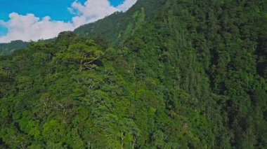 Asya 'nın Güzel Dağları' ndaki Yeşil Orman Ağaçları 'nda Hava Aracı görüntüsü. Lush Woods ve Endonezya 'nın Orman Doğası' na Yolculuk. İnanılmaz Ekoloji ve Malezya Yağmur Ormanları Idyllic Ortamı