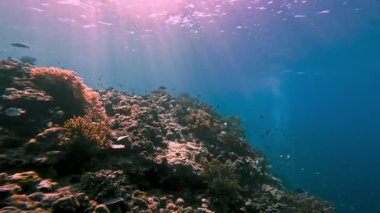 Tropikal Okyanusun Mavi Soğuk Suyunda Mercan Kayalıklarında Yüzen Güzel Balıklar. Su ve Kaya Bitkilerindeki Su altı Hayvanları Deniz Doğası. Denizaltı 'nın Vahşi Deniz Yaşamının İnanılmaz Kavramı
