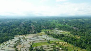 Bali 'deki Pirinç Tarlaları ve Yeşil Yaz Çiftliği manzarası. Vahşi Endonezya Dağlarının Tropikal Güzelliği ve Organik Paddy Endüstrisinin Panorama Çekimi. Halk ve Çiftlik Turizmi