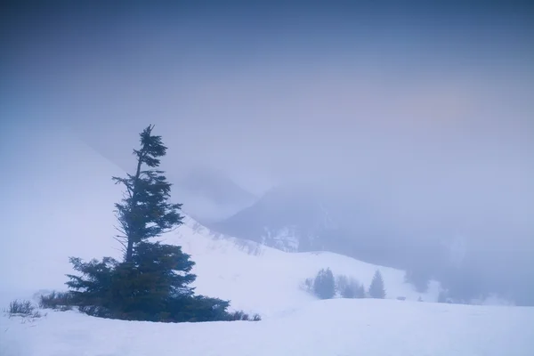 Spruce tree on mountain top at foggy sunrise — Stock Photo, Image
