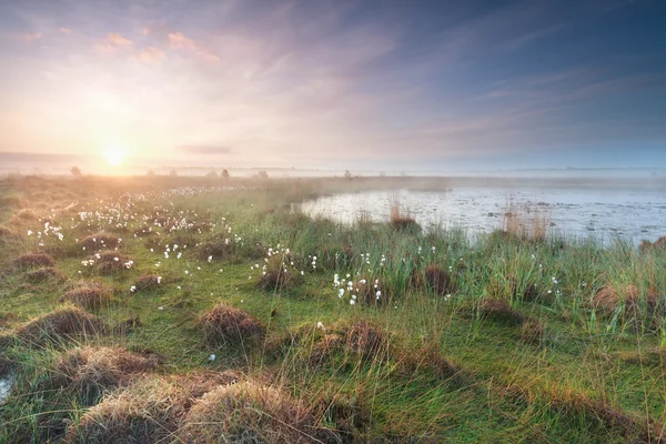 Misty sunrise on swamp in spring — Stock Photo, Image