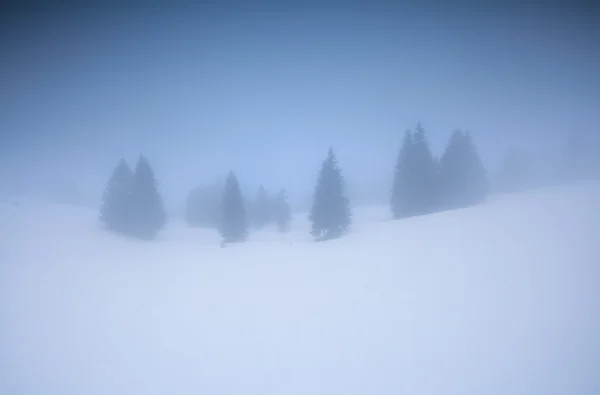 Bosque de abeto en la montaña de invierno en la mañana brumosa — Foto de Stock