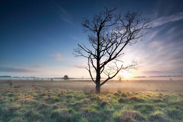 Beautiful misty spring sunrise on marsh — Stock Photo, Image