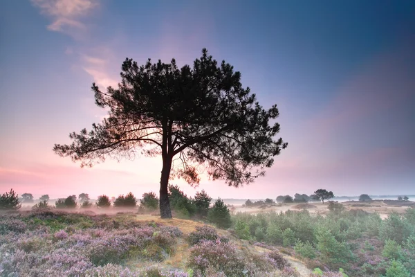 Kiefer auf einem Hügel mit blühendem Heidekraut bei Sonnenaufgang — Stockfoto