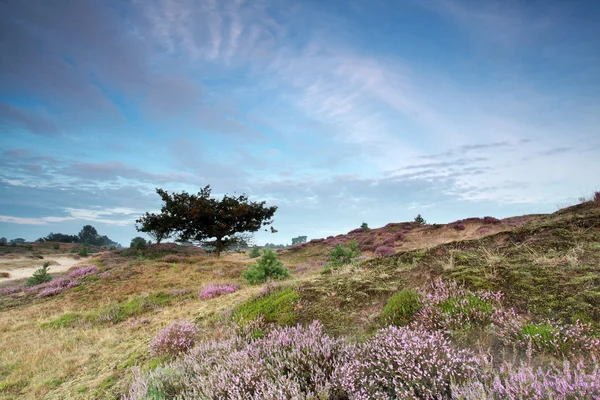 Hills with flowering heather and oak tree — Stock Photo, Image