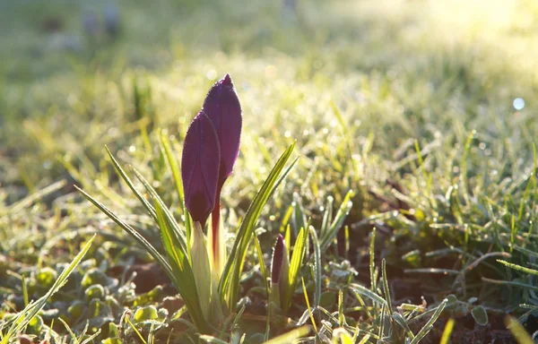 Fiori di croco in primavera sole — Foto Stock