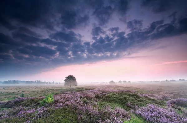 Přeháňky východ slunce nad vřesovišti — Stock fotografie